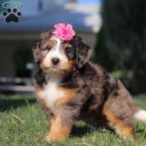 Felicity, Mini Bernedoodle Puppy